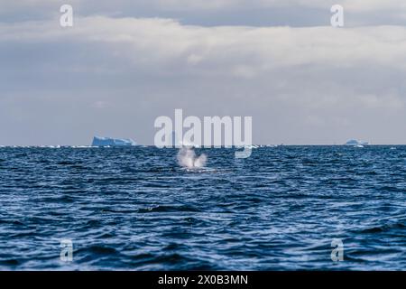 Nahaufnahme der seitlichen Flosse eines schlafenden Buckelwals Megaptera novaeangliae, der vor dem Hintergrund eines riesigen Tafeleisbergs in der Nähe der Graham Passage und der Charlotte Bay auf der Antarktischen Halbinsel eine Wasserwolke ausbläst Stockfoto