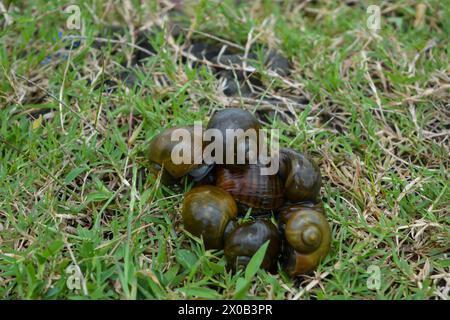 Amphibien, nämlich goldene Schnecken, die in einem Felsen liegen und Eier legen Stockfoto