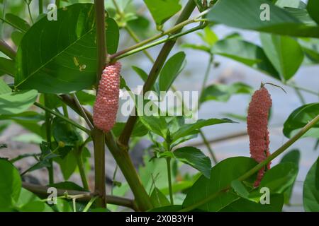 Amphibien, nämlich goldene Schnecken, die in einem Felsen liegen und Eier legen Stockfoto