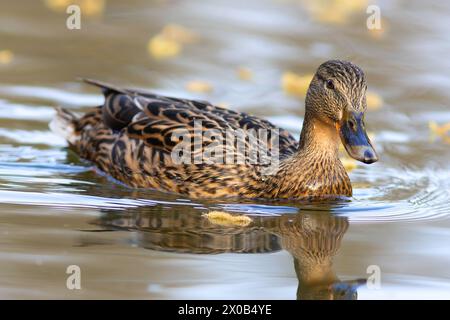 Wunderschöne Stockenten-Hühner-Nahaufnahme beim Schwimmen auf dem Teich (Anas platyrhynchos) Stockfoto