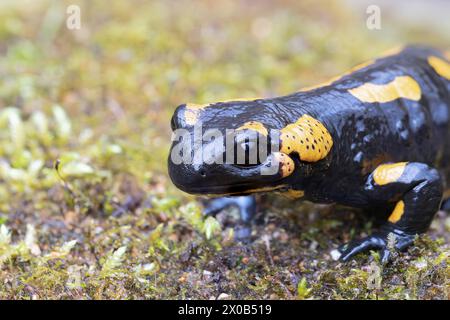 Porträt des farbenfrohen Feuersalamanders (Salamandra salamandra), Aufnahme in einem natürlichen Lebensraum Stockfoto