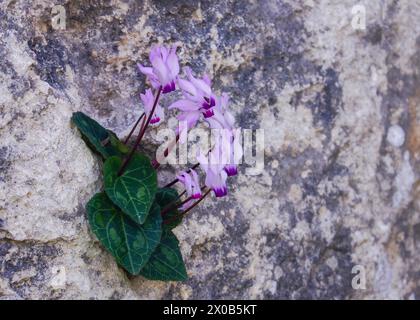 Blüten des persischen Cyclamen (Cyclamen persicum), die vertikal in einer Felswand auf Zypern wachsen Stockfoto