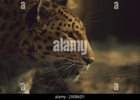 Fernöstlicher Leopard oder Amur Leopard (lat. Panthera pardus orientalis). Nahaufnahme, Porträt. Stockfoto