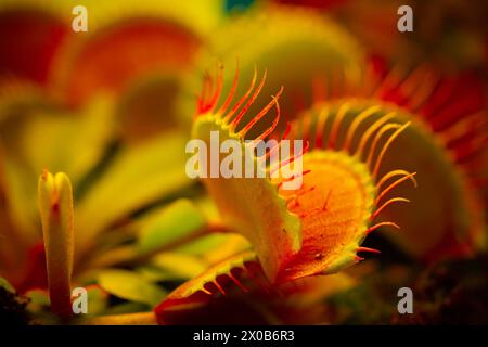 Venusfliegenfalle Dionaea muscipula auf verschwommenem Hintergrund.fleischfressende Pflanzen.Innenblumen. Venusfliegenfalle Blätter und Blumen aus der Nähe Stockfoto