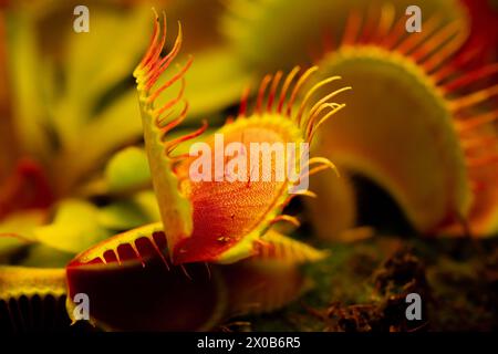 Venus Flytrap Dionaea muscipula auf verschwommenem Hintergrund.fleischfressende Pflanzen.Indoor Blumen. Stockfoto