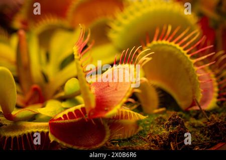 Venus Flytrap Dionaea muscipula auf verschwommenem Hintergrund.fleischfressende Pflanzen.Indoor Blumen. Stockfoto