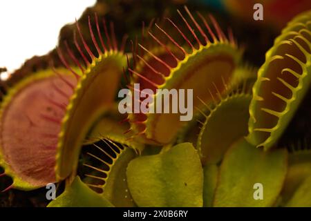 Dionaea muscipula, bekannt als Fliegenfalle, in Nahaufnahme. Stockfoto