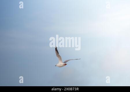 Weißer Möwenvogel, der am blauen Himmel über dem Meer an einem Strand in Sydney, Australien, fliegt Stockfoto