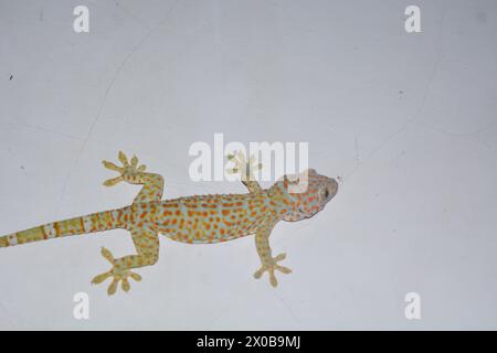 Flach liegender Gecko, der an der Wand des Hauses befestigt ist Stockfoto