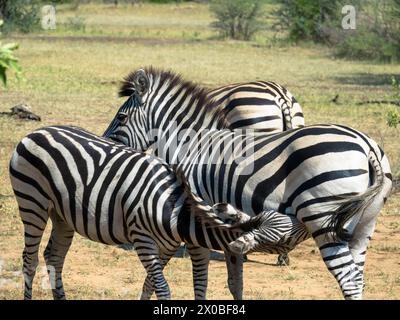 Das Zebra einer Mutter Grevys saugt ihr junges Fohlen in der Savanne. Okawango Delta, Botswana, Afrika. Nahaufnahme. Stockfoto