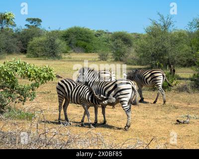 Das Zebra einer Mutter Grevys saugt ihr junges Fohlen in der Savanne. Okawango Delta, Botswana, Afrika. Nahaufnahme. Stockfoto