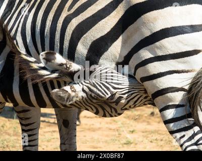 Das Zebra einer Mutter Grevys saugt ihr junges Fohlen in der Savanne. Okawango Delta, Botswana, Afrika. Nahaufnahme. Stockfoto