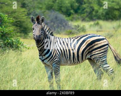Grevys Zebra steht im Gras in natürlichem Lebensraum. Okavango Delta, Botswana, Afrika. Tourismus- und Urlaubskonzept. Stockfoto