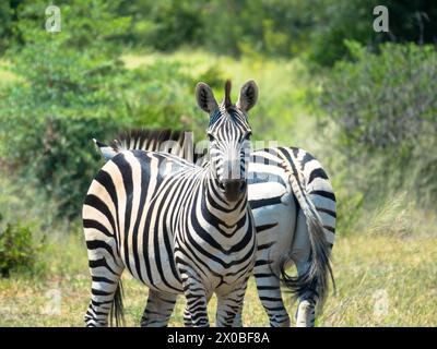 Grevys Zebra steht im Gras in natürlichem Lebensraum. Okavango Delta, Botswana, Afrika. Tourismus- und Urlaubskonzept. Stockfoto