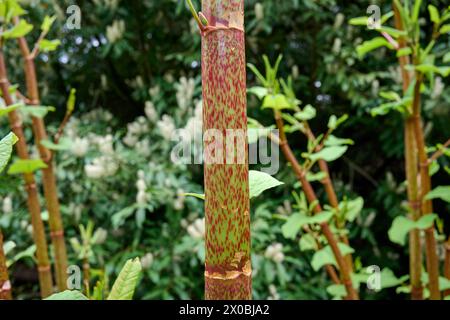 Stamm des japanischen Knotweed bzw. Fallopia japonica am Fluss Wupper, Bergisches Land, Deutschland Stockfoto