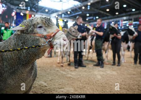 Leipzig, Deutschland. April 2024. Zur Eröffnung der Landwirtschaftsmesse „agra“ stehen zahlreiche Tiere in der Ausstellungshalle. Vom 11. Bis 14. April zeigen gut eintausend Aussteller alles, was mit der Landwirtschaft zu tun hat. Auf einer Ausstellungsfläche von 115.000 Quadratmetern sind modernste Land- und forstwirtschaftliche Technik und über 1.100 Tiere zu sehen. Die Messe findet alle zwei Jahre statt. Quelle: Jan Woitas/dpa/Alamy Live News Stockfoto