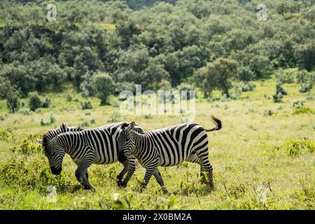 zebra in Hell's Gate Area kenia Stockfoto