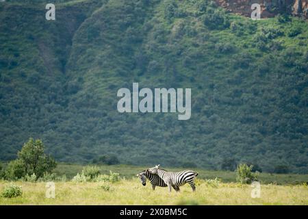 zebra in Hell's Gate Area kenia Stockfoto