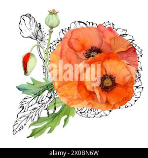 Handgezeichnete Aquarelle botanische Illustration Blumen Blätter. Roter Mohn Papaver, Stiele Knospen Samenkörner. Feldstrauß isoliert auf weißem Hintergrund Stockfoto