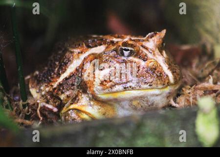 Brauner chaco-Frosch als schönes exotisches Tier Stockfoto