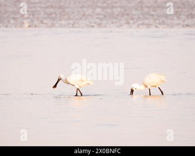 Zwei weiße Löffelvögel, die bei Ebbe in flachen Gewässern im Wattenmeer bei den Oever in den Niederlanden auf der Suche sind Stockfoto