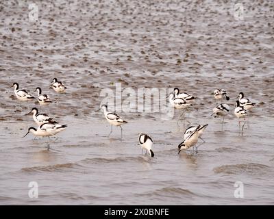 Gruppe von Rattenavoceten, die im flachen Wasser im Wattenmeer bei den Oever, Nordholland, Niederlande, auf der Suche sind Stockfoto