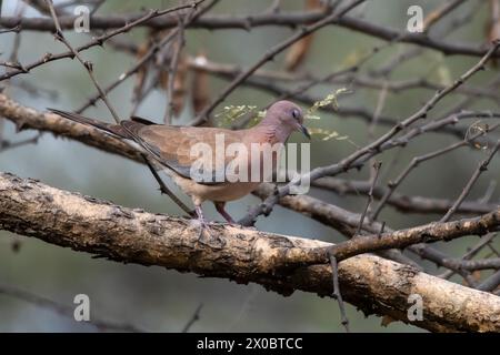 Lachtaube (Spilopelia senegalensis) beobachtet in Jhalana Leopard Reserve in Rajasthan Stockfoto