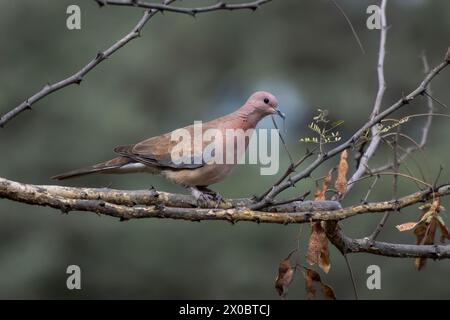 Lachtaube (Spilopelia senegalensis) beobachtet in Jhalana Leopard Reserve in Rajasthan Stockfoto