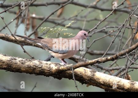 Lachtaube (Spilopelia senegalensis) beobachtet in Jhalana Leopard Reserve in Rajasthan Stockfoto