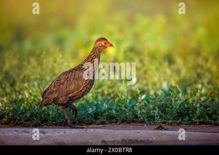 Swainson's Spurfowl Walking at Dawn im Kruger National Park, Südafrika; Specie Pternistis swainsonii Familie der Phasianidae Stockfoto