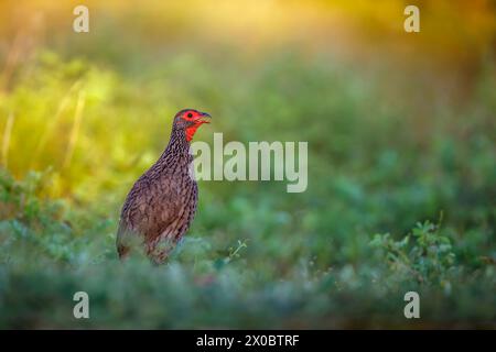 Swainson's Spurfowl singen bei Sonnenaufgang im Kruger-Nationalpark, Südafrika; Specie Pternistis swainsonii Familie der Phasianidae Stockfoto