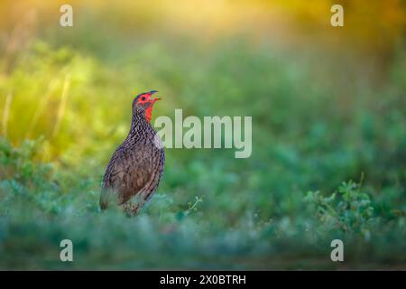 Swainson's Spurfowl singen bei Sonnenaufgang im Kruger-Nationalpark, Südafrika; Specie Pternistis swainsonii Familie der Phasianidae Stockfoto