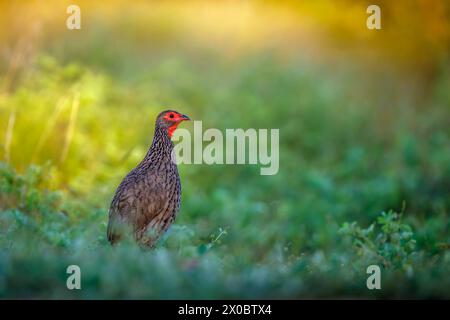 Swainson's Spurfowl im Gras mit Unschärfe im Vordergrund im Kruger-Nationalpark, Südafrika; Specie Pternistis swainsonii Familie der Phasianidae Stockfoto