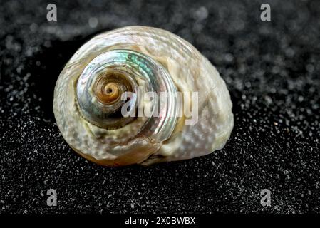 Perle Turban Sea Snail Shell, Turbo marmoratus, auf schwarzem Sand Hintergrund Nahaufnahme Stockfoto