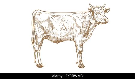 Kuh, Stier, Rindfleisch. Vintage-Retro-Druck Stock Vektor