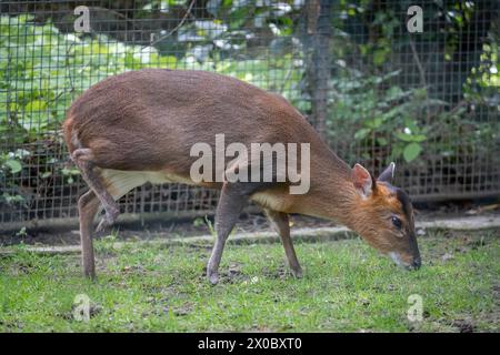 Paris, Frankreich - 04 06 2024: Die Menagerie, der Zoo des Pflanzengartens. Blick auf einen reeves muntjac, primitive und bellende Hirsche Stockfoto