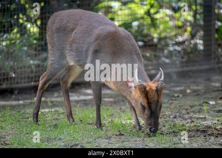 Paris, Frankreich - 04 06 2024: Die Menagerie, der Zoo des Pflanzengartens. Blick auf einen reeves muntjac, primitive und bellende Hirsche Stockfoto