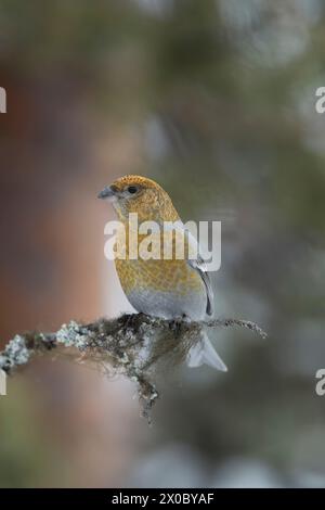 Weiblicher Kiefernschnabel (Pinicola enucleator), der auf einem dünnen, mit Flechten bedeckten Zweig gegen Kiefern thront und Details des Gefieders in weichem Licht zeigt. Bohrung Stockfoto