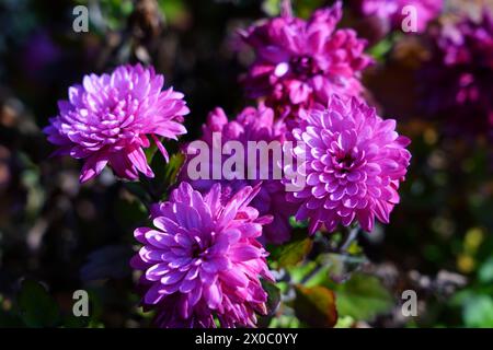 Aster oder settembrino: Die Blume, die den September darstellt Stockfoto