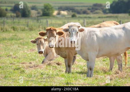 Drei französische Charolais-Kühe, die auf einem Feld in die Kamera schauen Stockfoto