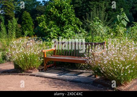 Sydney Australia, Gartensitz umgeben von blühenden weißen gaura-Pflanzen Stockfoto