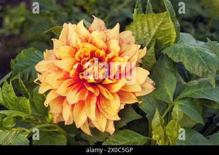 Nahaufnahme von Dahlia blendende Sonne ein goldener gelber und roter Teller dekorativer Dahlien Sommer blühender halbharter Frost zarte Laub-Staude Stockfoto