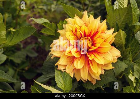 Nahaufnahme von Dahlia blendende Sonne ein goldener gelber und roter Teller dekorativer Dahlien Sommer blühender halbharter Frost zarte Laub-Staude Stockfoto