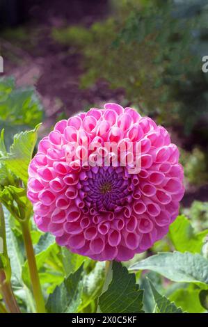 Nahaufnahme von Dahlia Jowey Winnie, einer kleinen Kugel Lachs rosa Dahlia, die eine Sommer blühende halbharte Frost ist, die zarte Laub-Staude ist Stockfoto