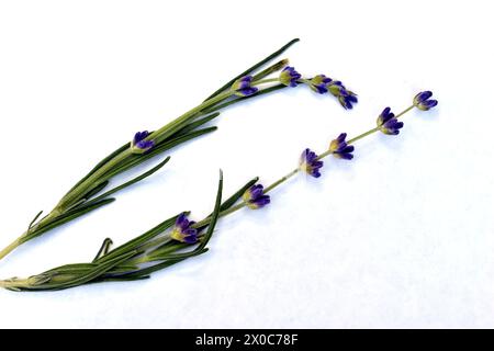Das Bild zeigt einen duftenden Lavendelzweig, der mit blauen Blüten blüht. Stockfoto