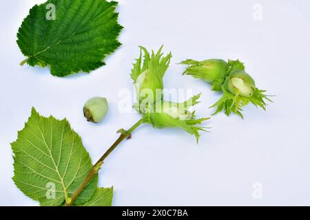 Das Bild zeigt unreife Haselnüsse und breite grüne Blätter vor weißem Hintergrund. Stockfoto