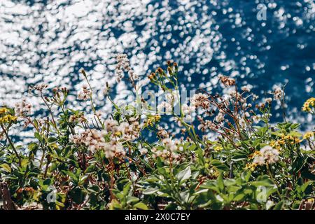 Silhouette von kleinen Blumen vor dem Hintergrund des Mittelmeers in Monaco Stockfoto
