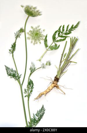 Ackergras Schafgarbe Stängel mit Blumen, Blättern und Wurzel auf weiß. Stockfoto