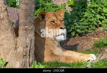 Bild einer erwachsenen Löwin, die unter einem Baum liegt Stockfoto