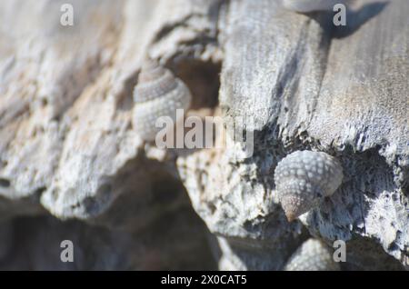 Ein Haufen Muscheln auf einem Holzstamm. Die Schalen haben unterschiedliche Größen und Farben. Der Stamm ist braun und hat eine raue Textur. Die Szene vermittelt ein Gefühl von Natu Stockfoto